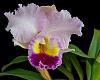 C. Jumbo Beat, first bloom-_dsc7380_2016-01-07_6881-jpg