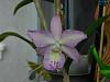 My orchid blooms Dec 2015 to Jan 2016-dscn3606-jpg