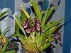 My orchid blooms Dec 2015 to Jan 2016-dscn3539-jpg