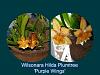 My orchid blooms Dec 2015 to Jan 2016-wils-hilda-plumtree-purple-wings-jan-2016-pzap-jpg