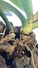 Phalenopsis - dying roots with green, growing tips, multiple keikis keikis-uploadfromtaptalk1453216403086-jpg