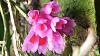 PNG orchidarium-uploadfromtaptalk1453327729312-jpg