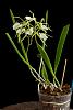 B. nodosa 'Panama Soire`AM/AOS in bloom-_dsc7452_2016-02-11_6950-jpg