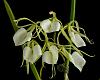 B. nodosa 'Panama Soire`AM/AOS in bloom-_dsc7455_2016-02-11_6952-jpg