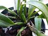 Cattleya with blackened new growths, strange pest - follow up thread-cattleya-calcium-jpg