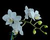 Phal. Sogo Vivien and Timothy Christopher in bloom-_dsc7473_2016-02-26_6970-jpg