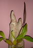 I'm curious, how do you have your bulbo's planted/mounted?-bulbopurpurfull-jpg
