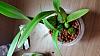 encyclia cordigera v. rosea help-20160306_101737-1280x720-jpg