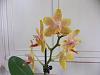 Phalaenopsis Lucky Star-dscf2193-jpg