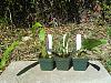 Seedling Lycaste and Trichopilia growth-l_to_r_lycaste_trichopilia_tortilis_suavis-jpg