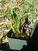 Seedling Lycaste and Trichopilia growth-trichopilia_tortilis_20160312_seca-jpg