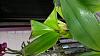 Dendrobium Spectabile leaves with dark sunken spots-dendrobium-spectabile-1-jpg