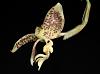 Stanhopea costaricenis-img_0003-jpg