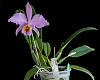 C. mossiae, finally first bloom!-_dsc7504_2016-03-19_7001-jpg