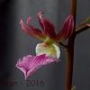 Eulophia guineensis-flower-jpg