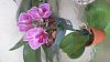 Do I have to remove a Keiki from a mini Phalaenopsis?-20151113_104922-jpg