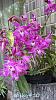 Dendrobium of my garden from Taiwan-neo024-jpg