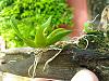 Tolumnia variegata seedling first spike-tolumnia_variegata_20160409_seca-jpg