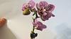 Small Phal Orchid with Small Flaws-phal-orchid-018-jpg
