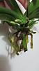 Small Phal Orchid with Small Flaws-orchid-roots-004-jpg