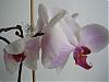 Phal flowers wilting-img_0253-jpg