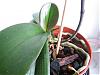 Phal flowers wilting-img_0254-jpg