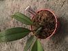 Bulbophyllum Mastersianum dried/rotting roots?-20160425_200502725_ios-jpg