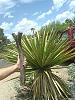 Mounting Oncidium sphacelatum, a climber, Part 1-004_sawed_mesquite_branch_20160501_seca-jpg