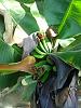 Raja Puri dwarf banana flowering-raja_puri_flowering_20160501_seca-jpg