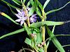 Dendrobium hercoglossum-denher05161-jpg