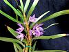 Dendrobium hercoglossum-denher05162-jpg