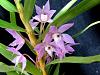 Dendrobium hercoglossum-denher05163-jpg