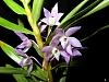 Dendrobium hercoglossum-denher05164-jpg