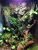 My 12x12x18 mini-orchid terrarium-terrarium-5-11-16-jpg