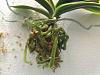 new phal in a pot full of moss, good or not?-dscf5389-jpg