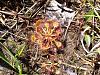 Early spring hike find - Drosera sp.-image-jpg