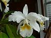 NOID Cattleya-smnew-104-jpg