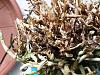 DENDROBIUM AMABILE-20160602_082612-jpg