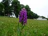 Dactylorhiza purpurella-dsc01716-jpg