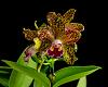 Rlc. Waianae Leopard 'Ching Hua' HCC/AOS in Bloom-_dsc7646_2016-06-10_7113-jpg