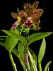 Rlc. Waianae Leopard 'Ching Hua' HCC/AOS in Bloom-_dsc7649_2016-06-10_7116-jpg