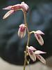 Specklinia grobyi small bloom-15-jpg