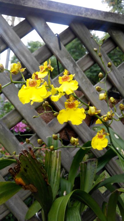 My Oncidium Bloom Diary-img_20160408_094937-jpg