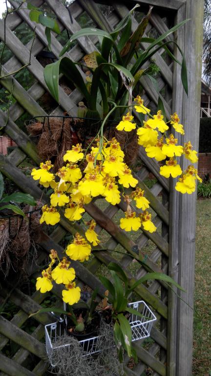 My Oncidium Bloom Diary-img_20160601_131841-jpg