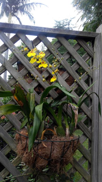 My Oncidium Bloom Diary-img_20160408_094913-jpg