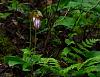 Pink Lady's-slipper-dsc_3296-jpg