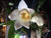 Chysis bractescens bloom-img_0939-jpg