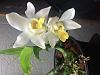 Chysis bractescens bloom-img_0953-jpg