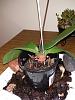 Rootless Phal - is there any hope?-img_20160620_195038-jpg