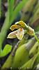 ID for a Costa Rican orchid?-screenshot_2016-06-23-18-17-06-jpg